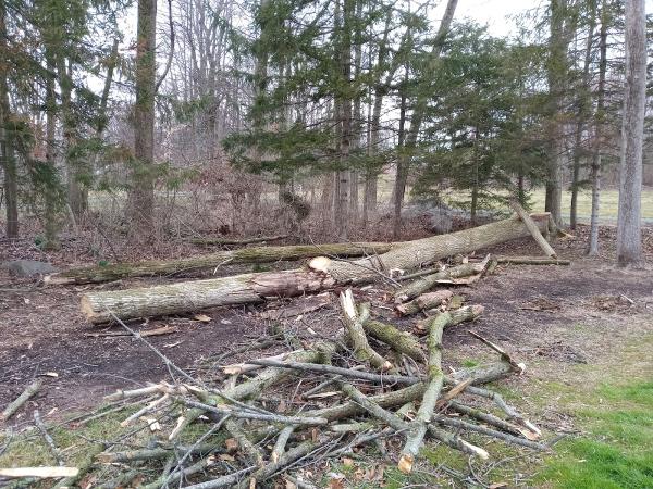 Martin Tree Service