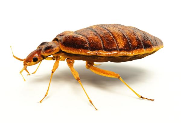 Global Pest Solutions
