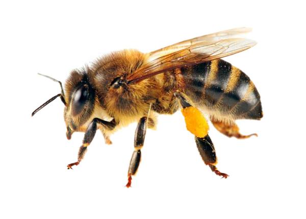 Global Pest Solutions