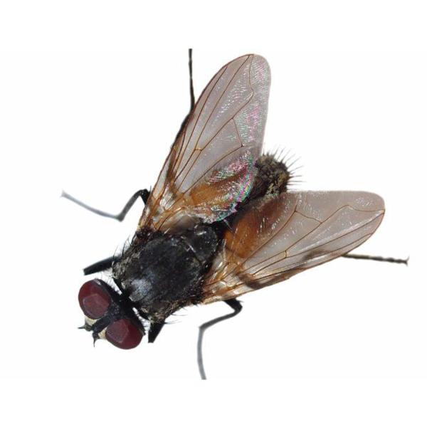 Global Pest Solutions