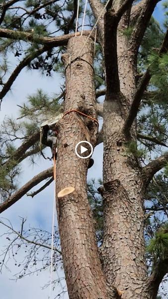 Bonilla Tree Service