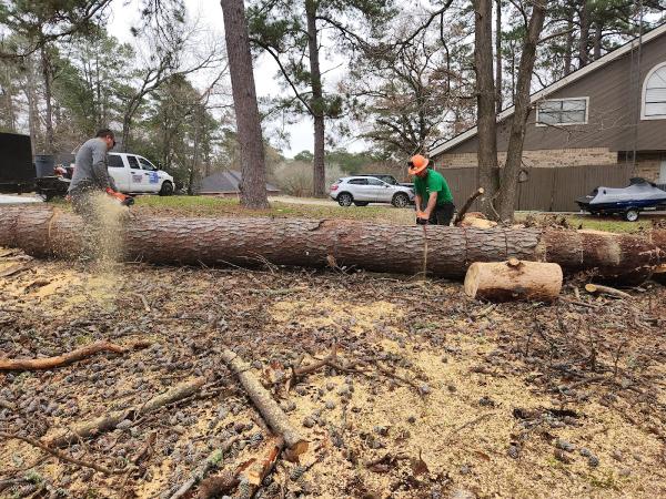 Bonilla Tree Service