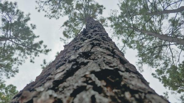 Bonilla Tree Service