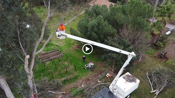 Cut Rite Tree Service Fresno