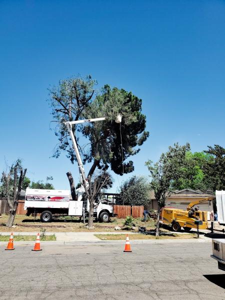 Cut Rite Tree Service Fresno