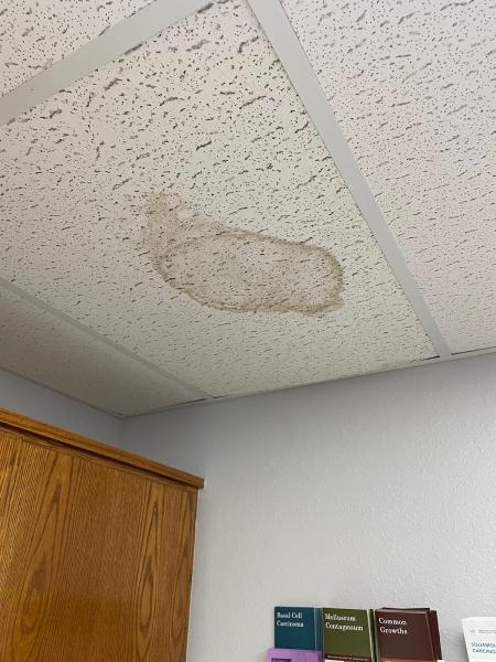 The Mold Consultant