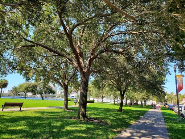 Saint Pete Tree Experts