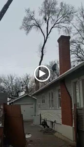 Flying V Tree