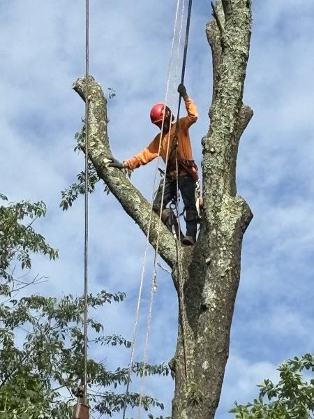 Hamby Tree Experts