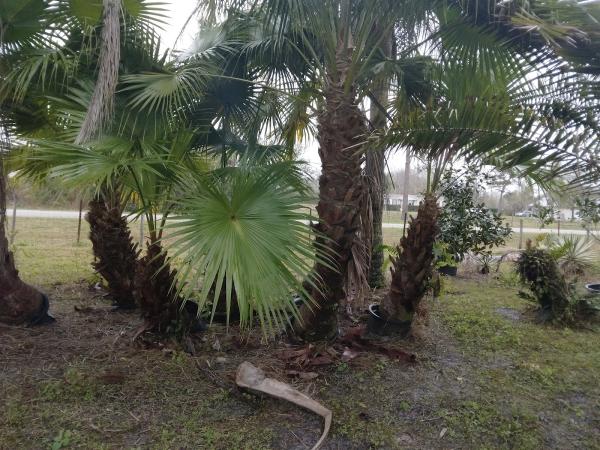 Scott Haynie Irrigation/Landscape