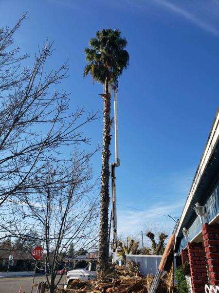 Garibay's Tree Service