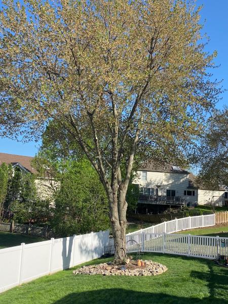 JP Tree LLC