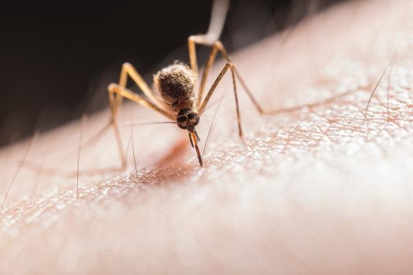 Southeast Florida Pest Control