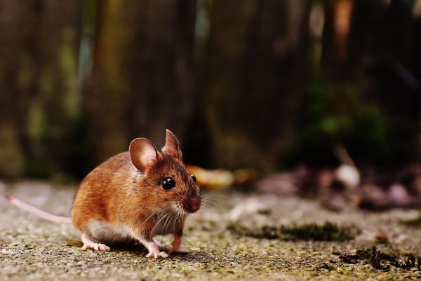 Southeast Florida Pest Control