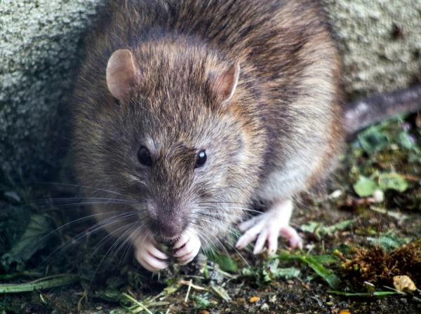 Southeast Florida Pest Control
