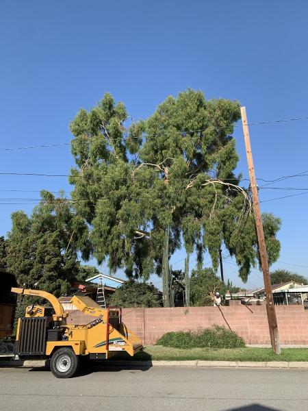 Freddy's Tree Service