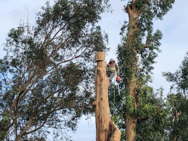 Freddy's Tree Service