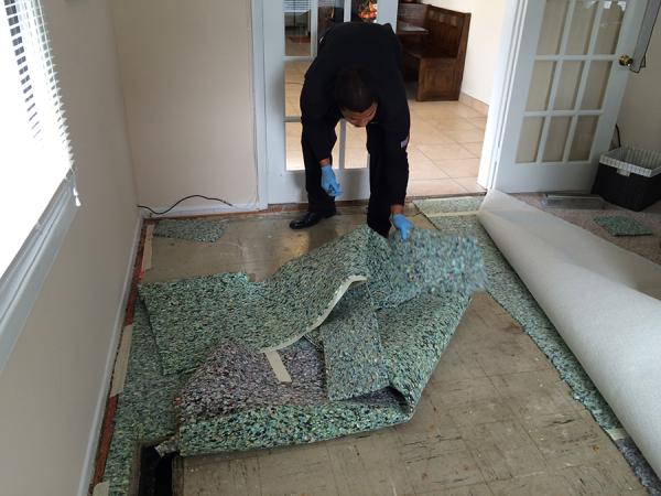 Tulip Carpet Cleaning