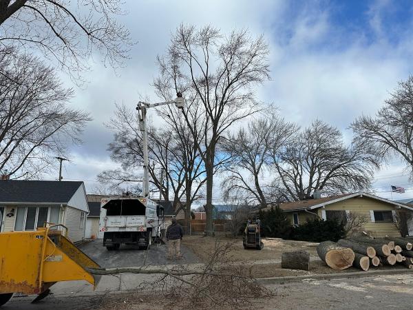 Wildwood Tree Service Inc.