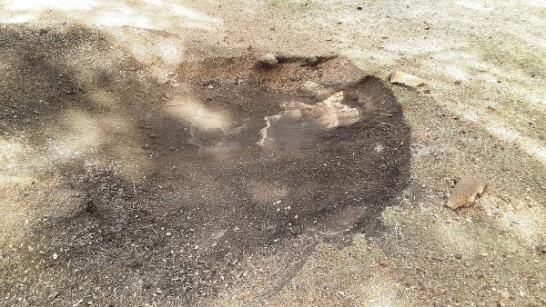 Reardon Stump Grinding