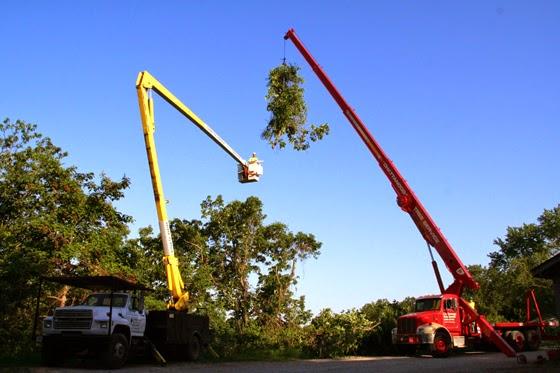 Chattanooga Tree Service Inc.