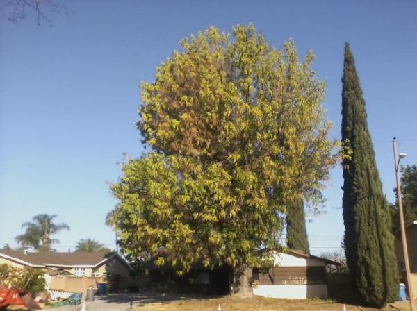 American Tree Services
