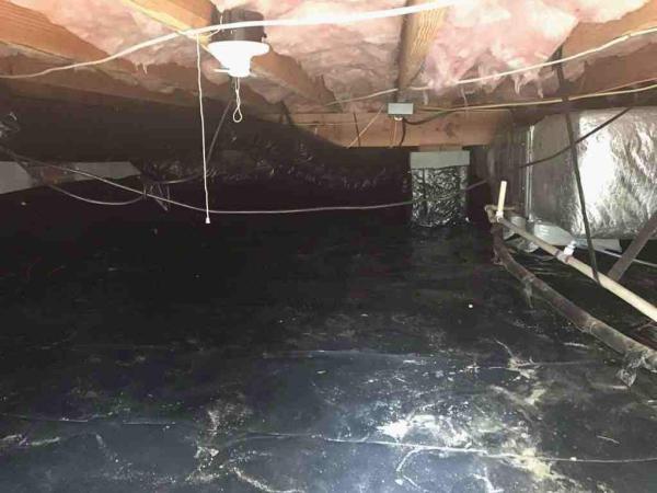 Raleigh Mold Inspection and Remediation