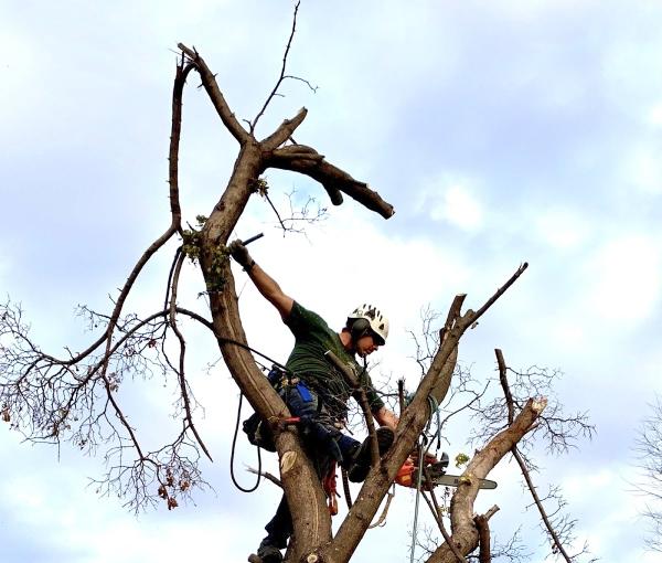 High Angle Tree Service LLC