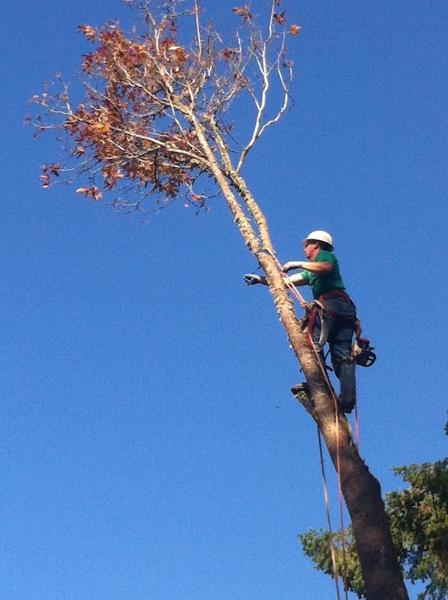 Progression Tree Care