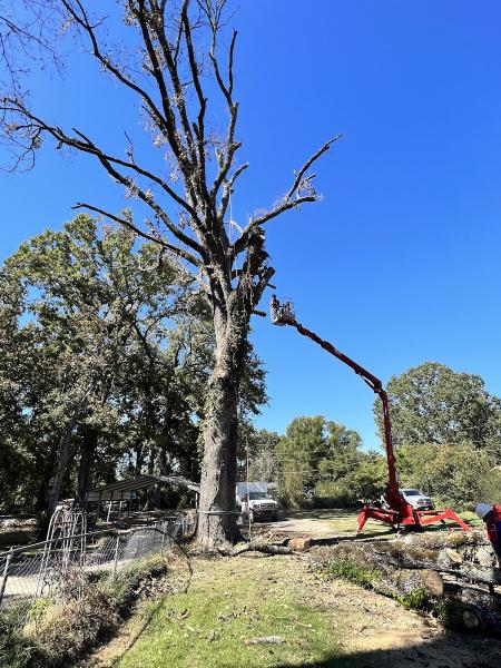 Rushing's Tree Care