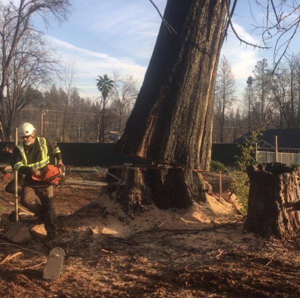 Phoenix Timber