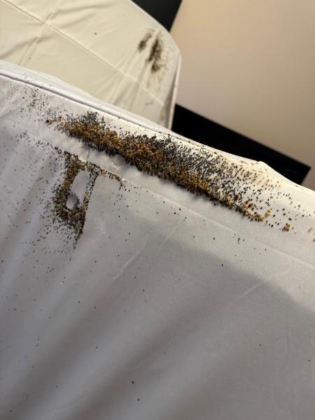 Doffdon Bedbug Exterminator