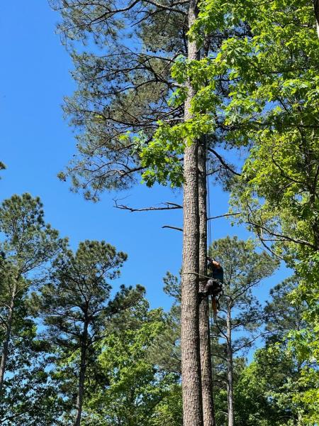 EA Tree Service