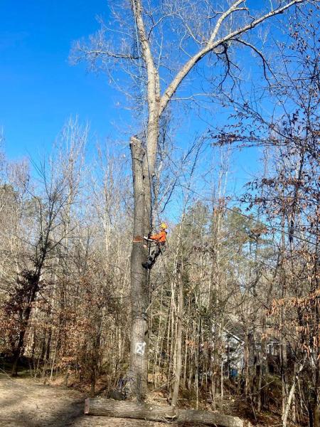 EA Tree Service