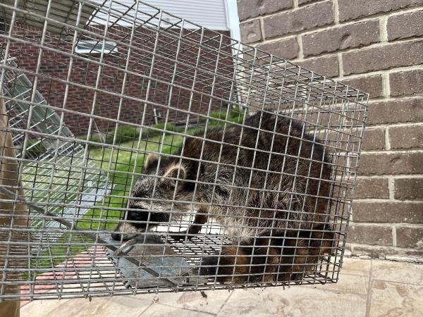 Michigan's Bat Expert