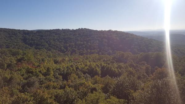 Evergreen Tree Service