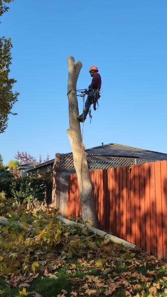 Galvan's Tree Services