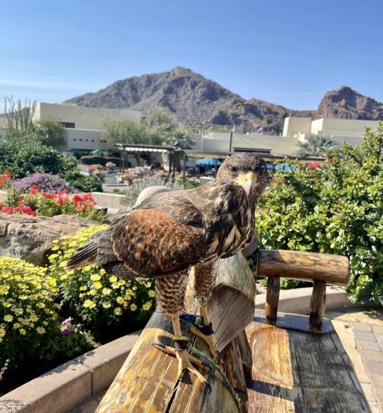 Desert Kings Falconry: Bird Control