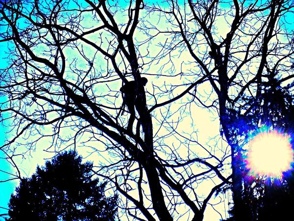 Kruljac Tree Services