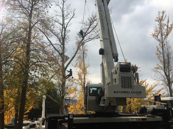Kruljac Tree Services