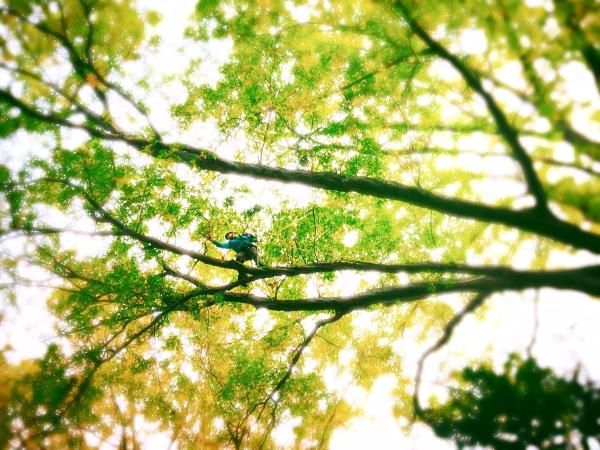 Kruljac Tree Services