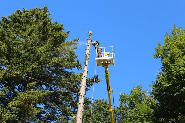 Artistic Tree & Landscape Creations