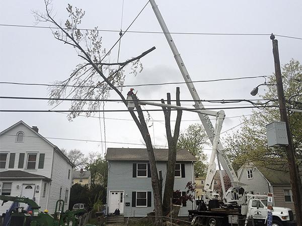 GA Tree Service
