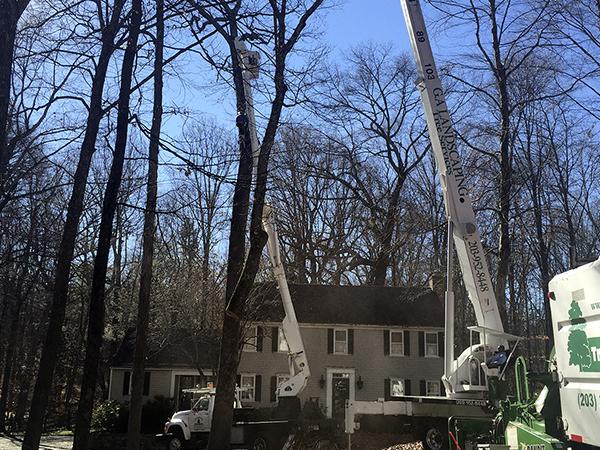 GA Tree Service