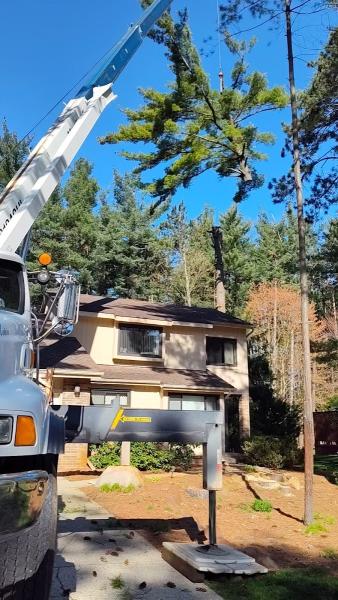 Climbing to the Top Tree Servicellc