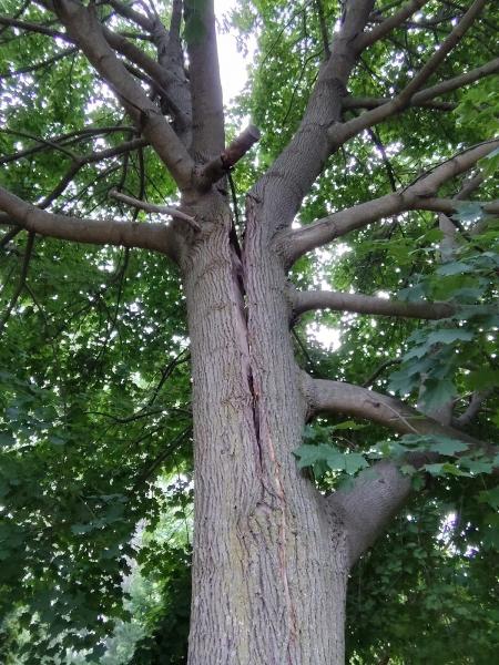 Climbing to the Top Tree Servicellc