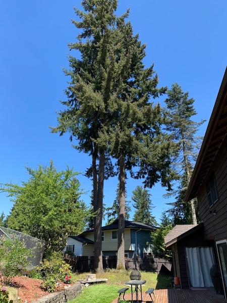 Bear Creek Tree Works