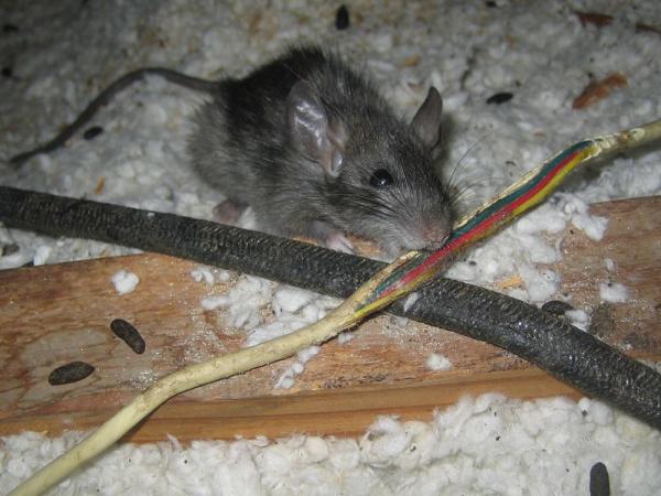 Florida Pest Control Center