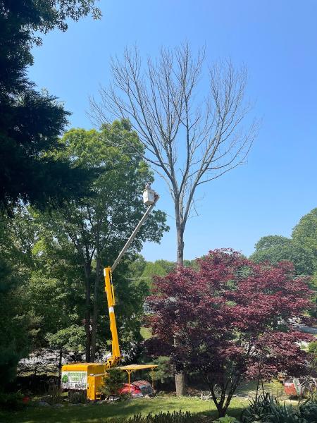 Statewide Tree and Stump Service