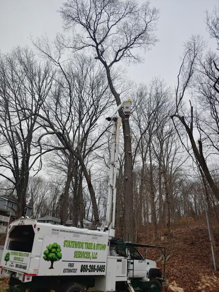 Statewide Tree and Stump Service
